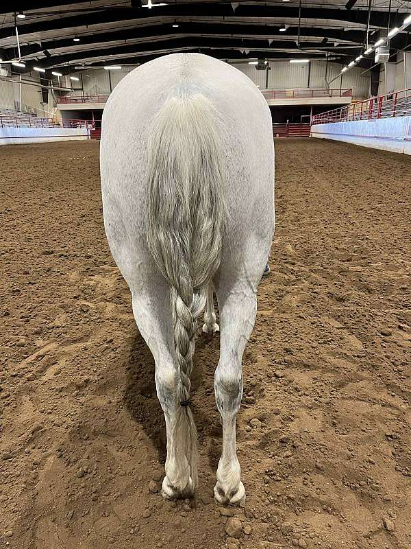 beginner-andalusian-horse