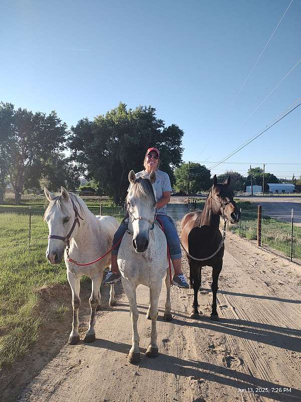 dressage-andalusian-horse