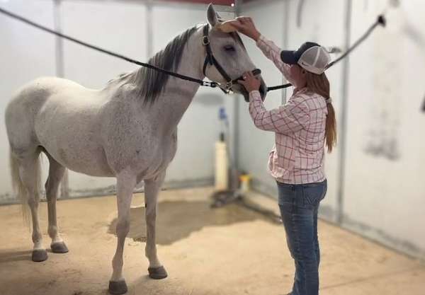 endurance-andalusian-horse