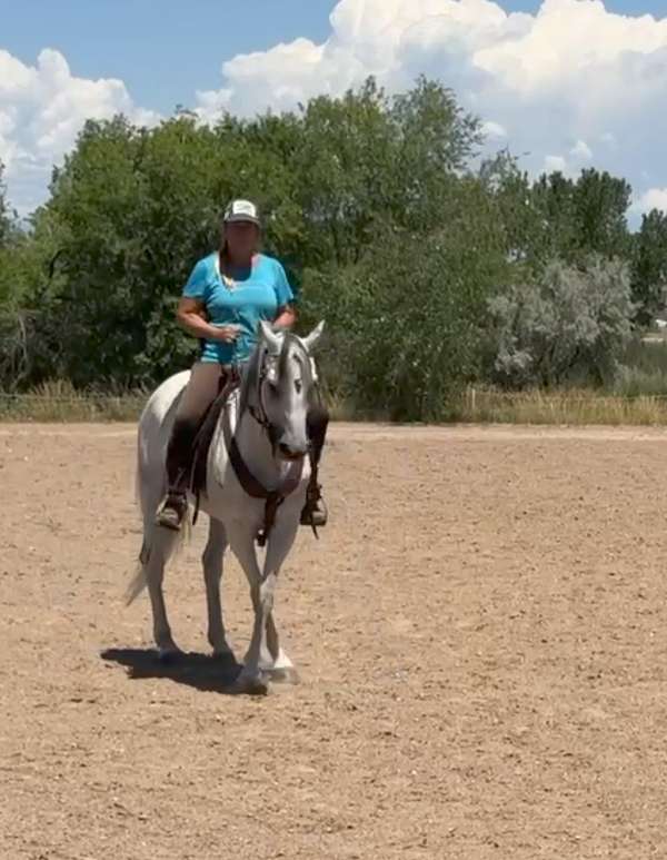 english-pleasure-andalusian-horse