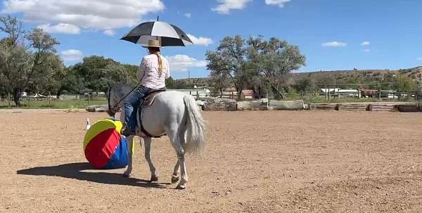 equitation-andalusian-horse