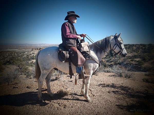 eventing-andalusian-horse