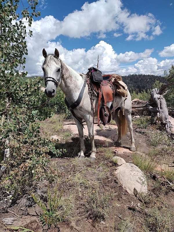 halter-andalusian-horse