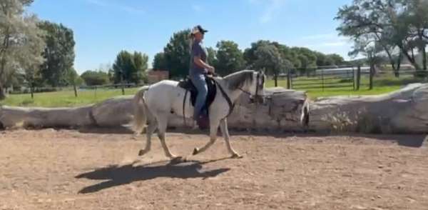 horsemanship-andalusian-horse