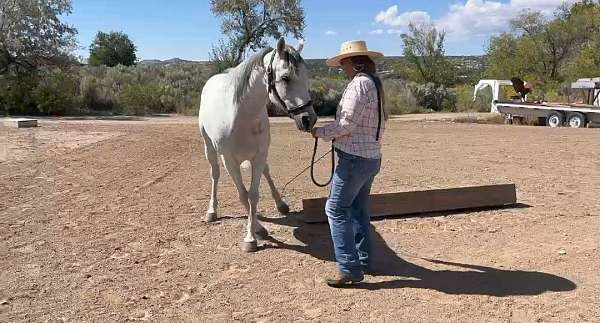 hunter-andalusian-horse