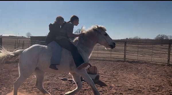 pony-for-sale