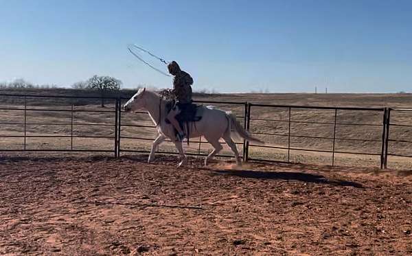 pony