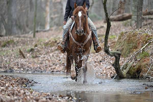all-around-quarter-horse
