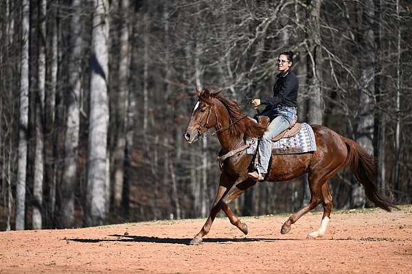athletic-quarter-horse