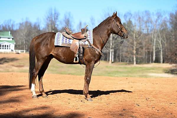 barrel-quarter-horse
