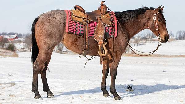 all-around-quarter-horse
