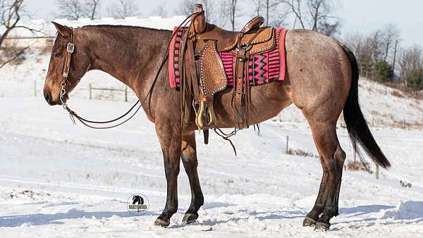 athletic-quarter-horse