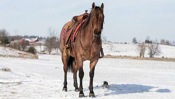 husband-safe-quarter-horse