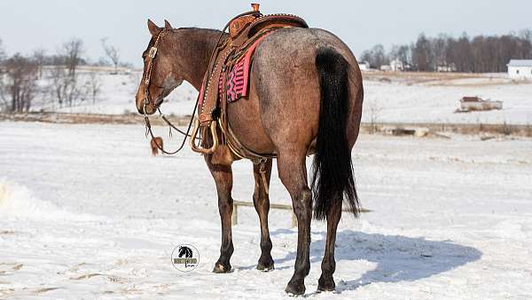 lesson-quarter-horse