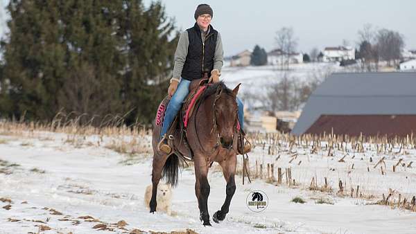 ranch-work-quarter-horse