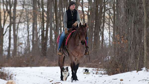 ridden-western-quarter-horse