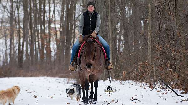 trail-quarter-horse