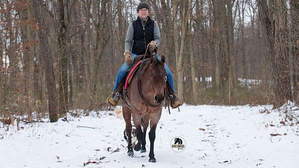bay-roan-quarter-horse-mare