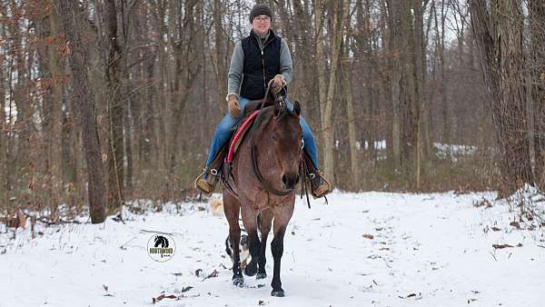trail-class-competition-quarter-horse