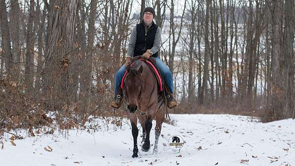 trail-riding-quarter-horse