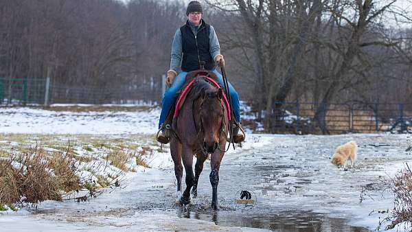 bay-roan-all-around-horse
