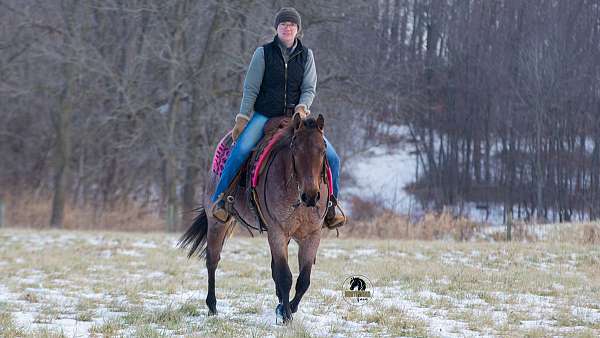 bay-roan-athletic-horse