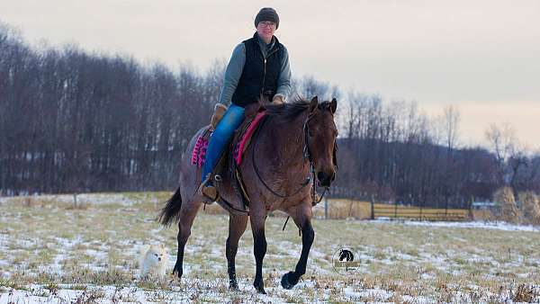 bay-roan-husband-safe-horse