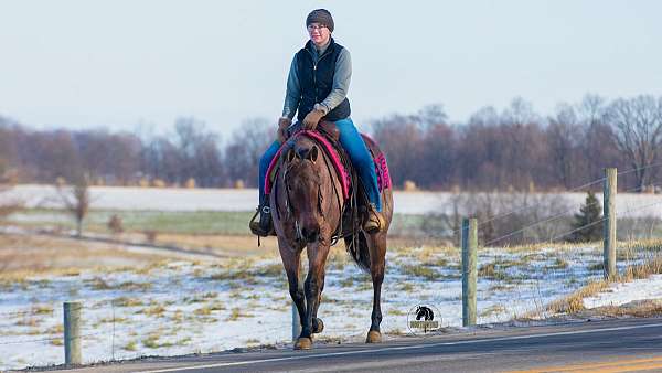 bay-roan-lesson-horse
