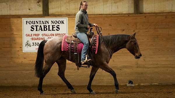 bay-roan-ranch-work-horse
