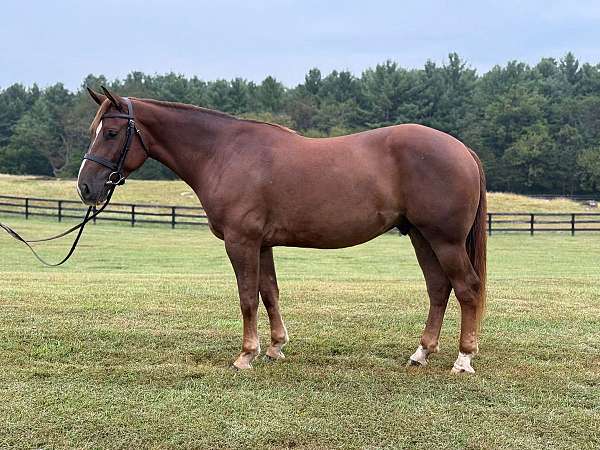 all-around-quarter-horse