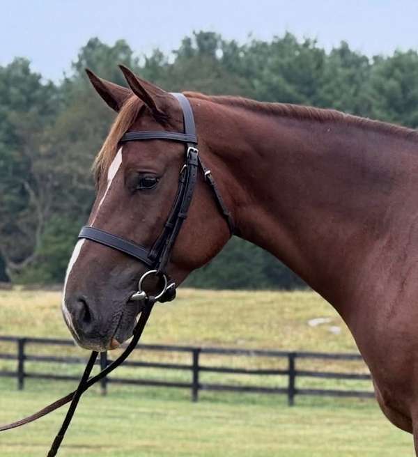 beginner-quarter-horse