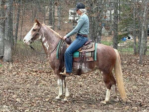 gaited-missouri-fox-trotter-horse