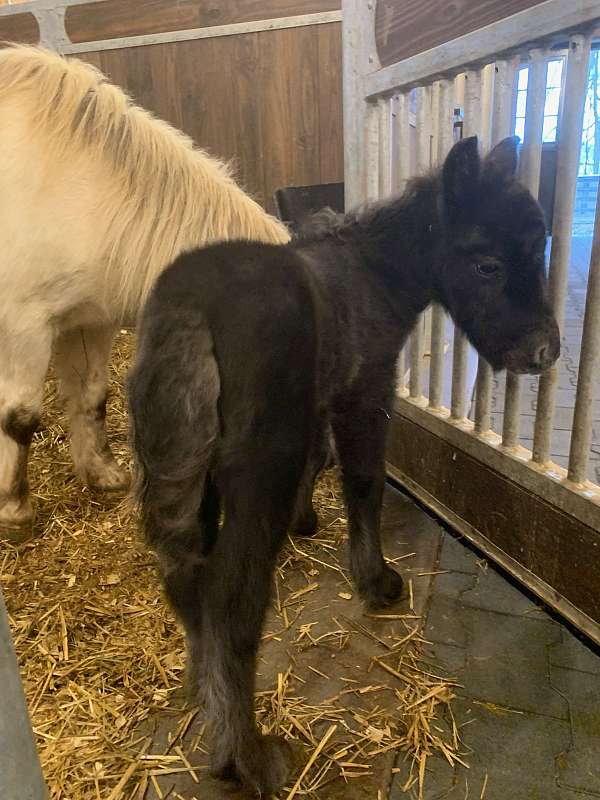 mini-pony-colt