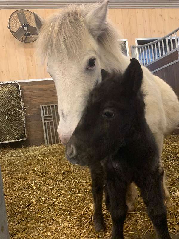 miniature-pony-appaloosa