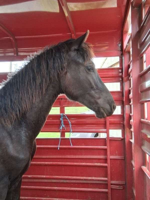 black-none-horse