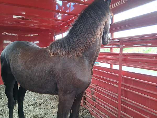 friesian-horse