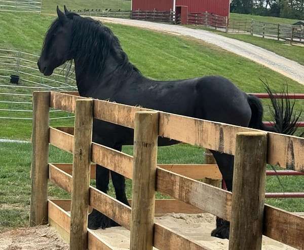 none-horse