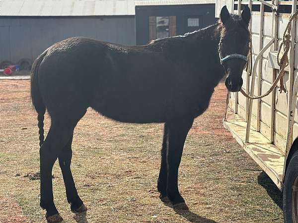 apha-draft-horse