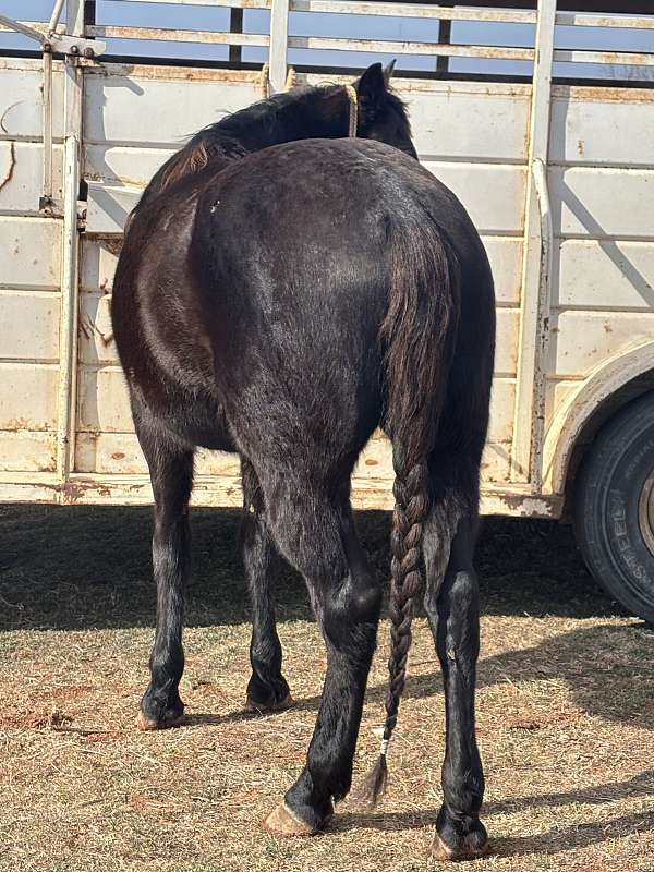 apha-mare-draft-horse