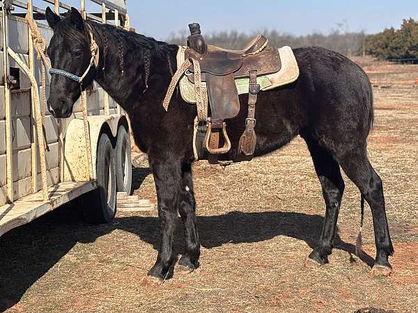 black-apha-aqha-gelding-mare