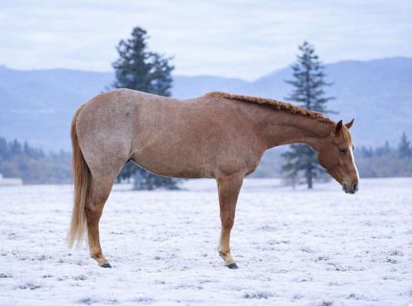 all-quarter-horse