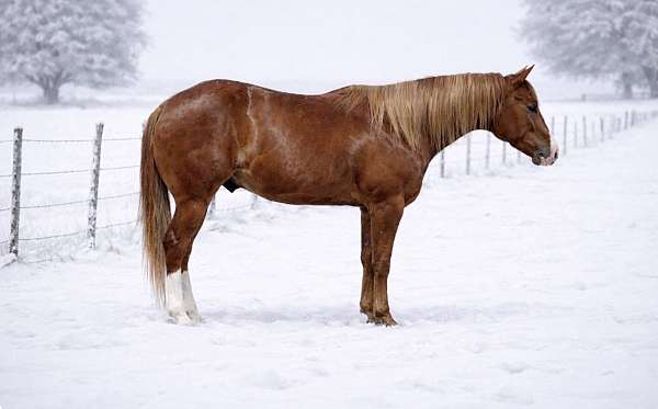 blaze-socks-horse