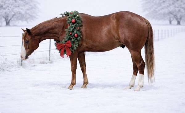 all-around-missouri-fox-trotter-horse