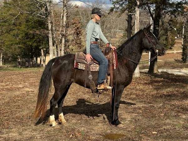 flashy-tennessee-walking-horse