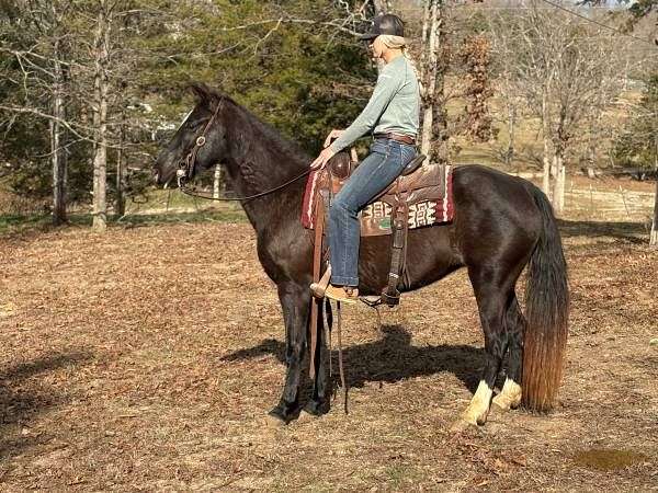 gaited-tennessee-walking-horse