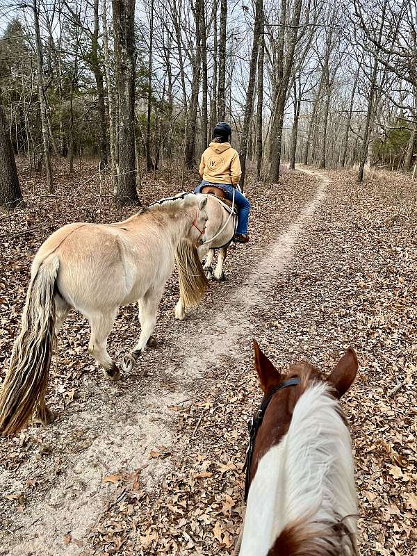 all-around-family-fjord-horse