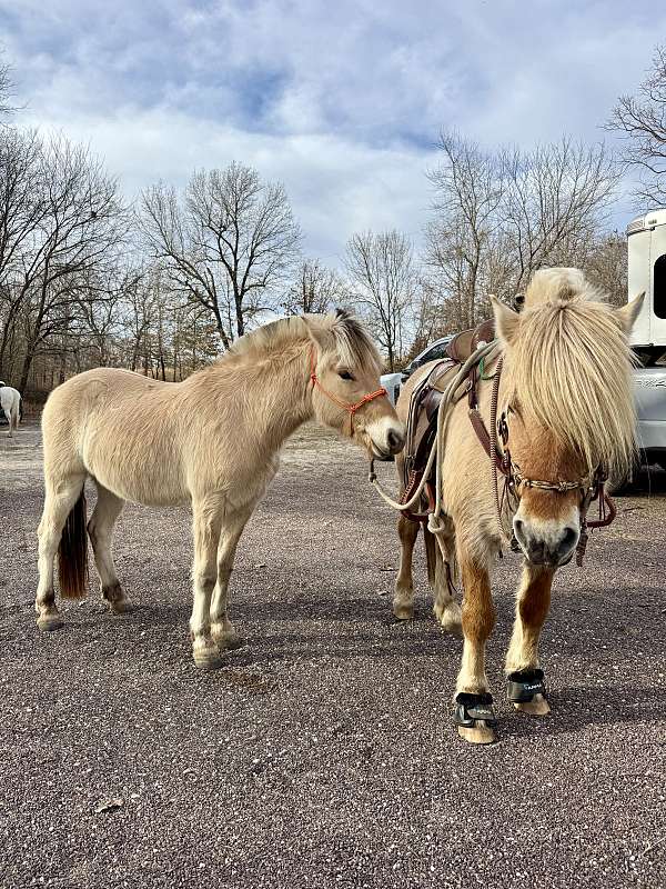 all-around-prospect-fjord-horse