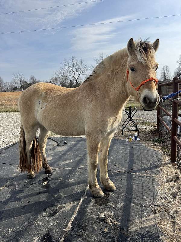 double-registered-fjord-horse