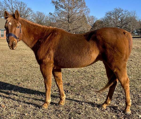 quarter-horse-gelding