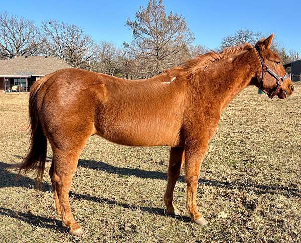 quarter-horse-for-sale